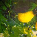 121 Lemons,  Oranges - 3-ply